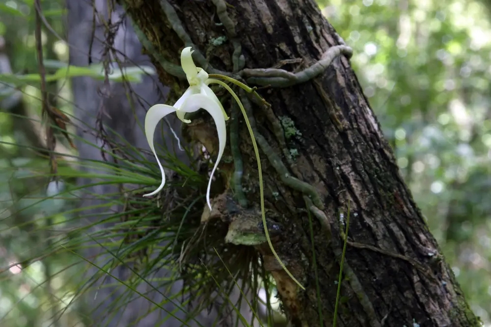 Ghost orchid on a Florida State Preserve.