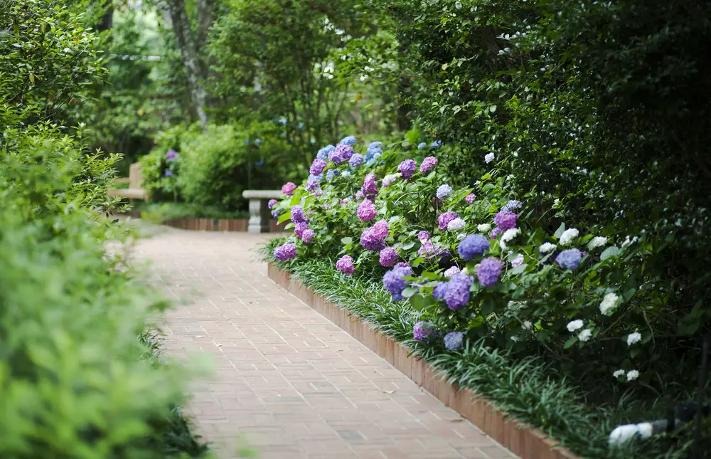 A pathway through a Louisiana garden with hydrangeas.