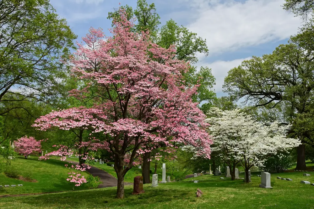 Pink and white flowering dogwood trees.