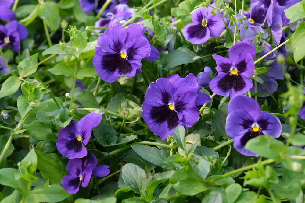 Purple violet flowers.