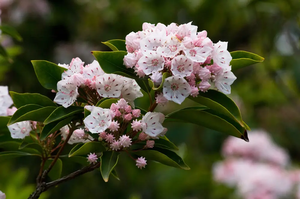 Mountain Laurel Flowers That Bloom With Many Pink Flowers