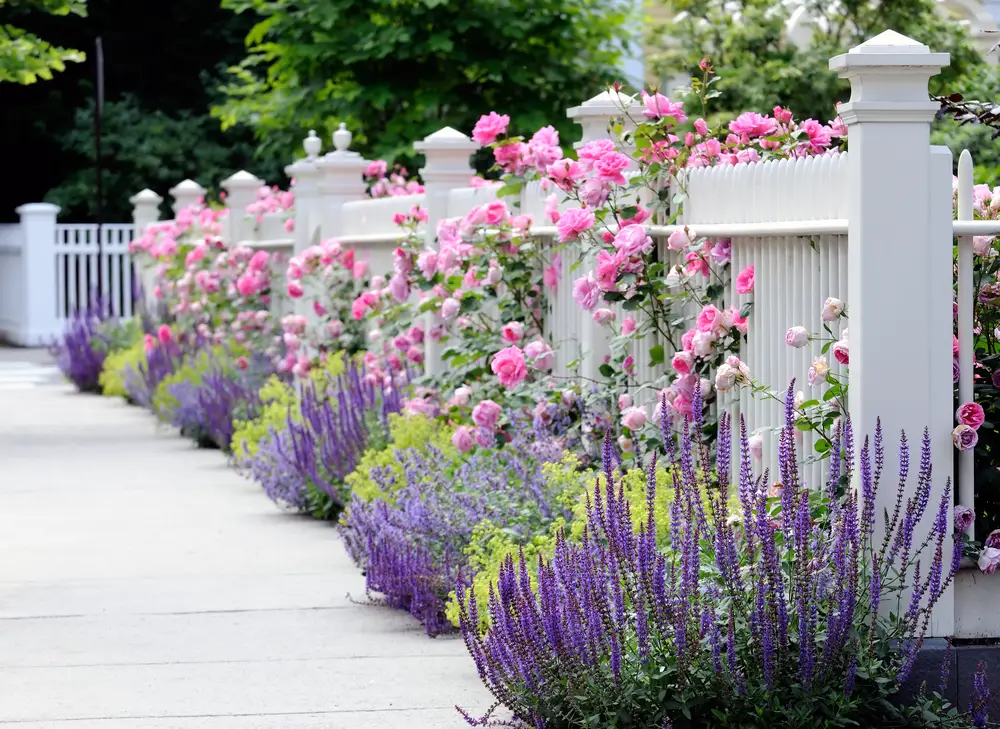 A white fence with colorful flowers all around it.