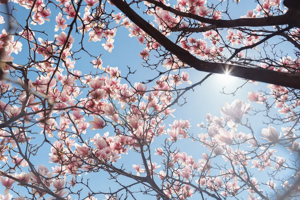 Magnolia tree in bloom with blue skies and sun