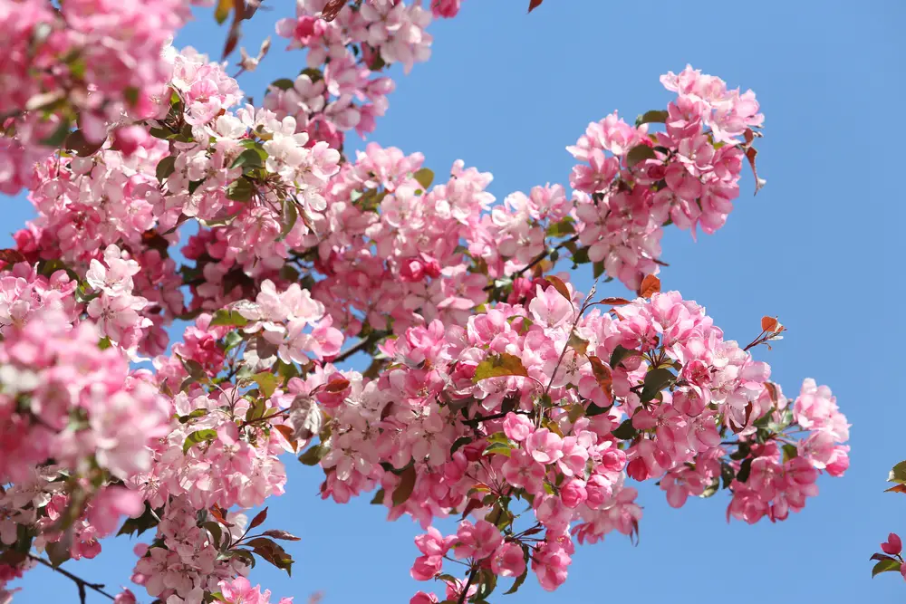 Pink flowers of blossoming apple tree