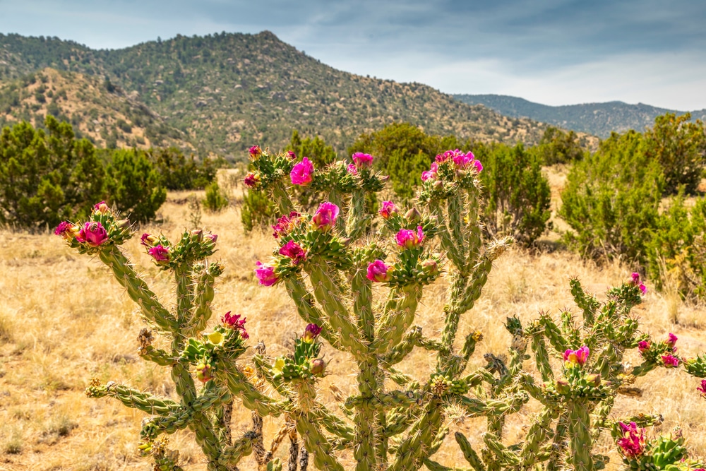 Cactus in flower in desert landscape