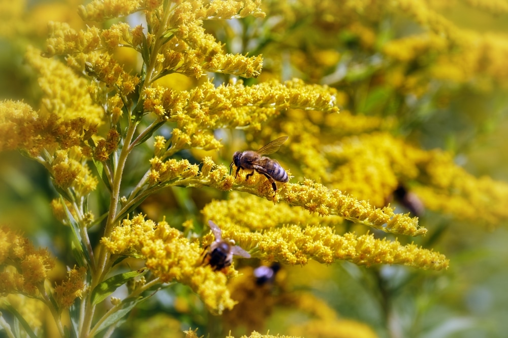 A bee on goldenrod (Solidago)