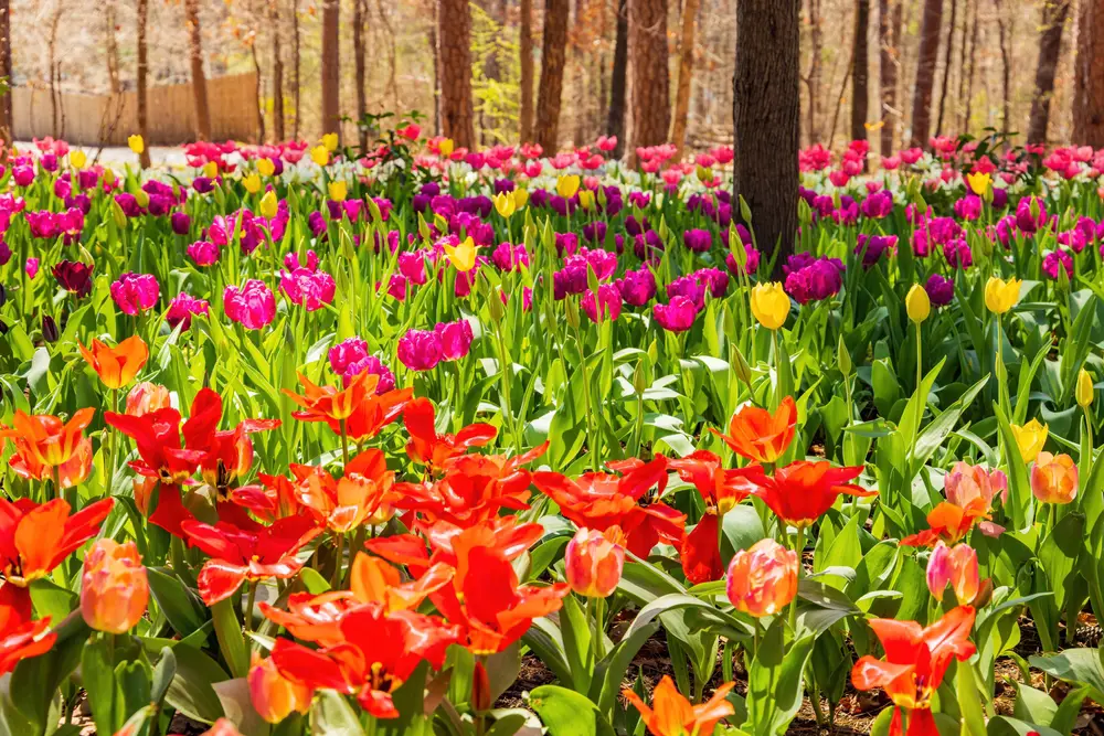 Tulips flowering at Garvan Woodland Gardens Arkansas