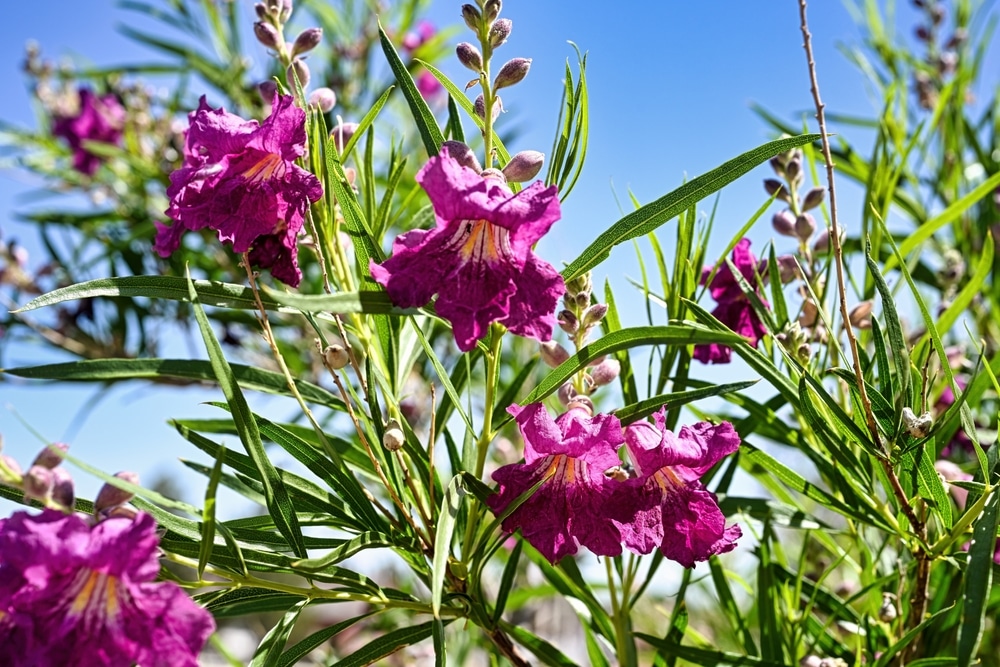 Closer up of desert willow flowers