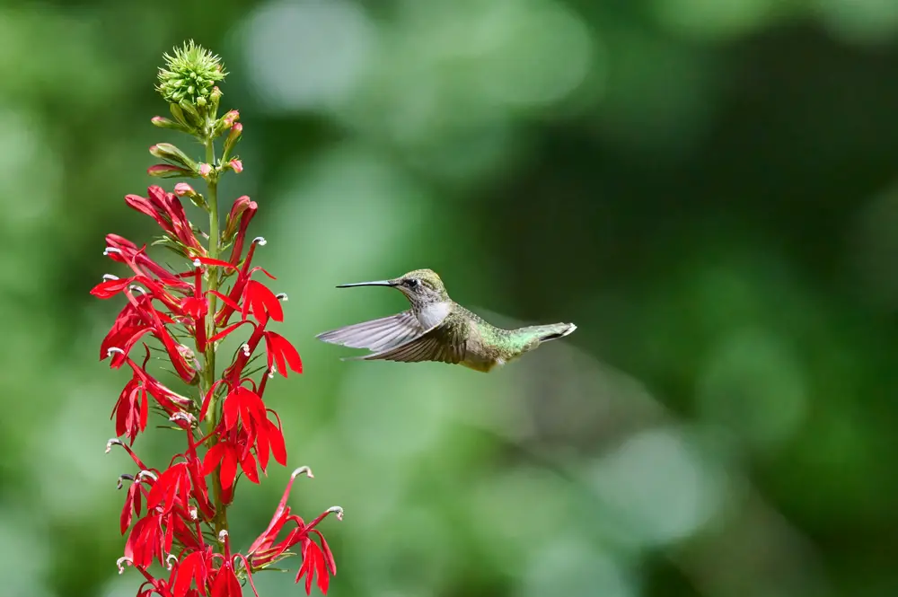 Hummingbird feeding on red cardinal flower