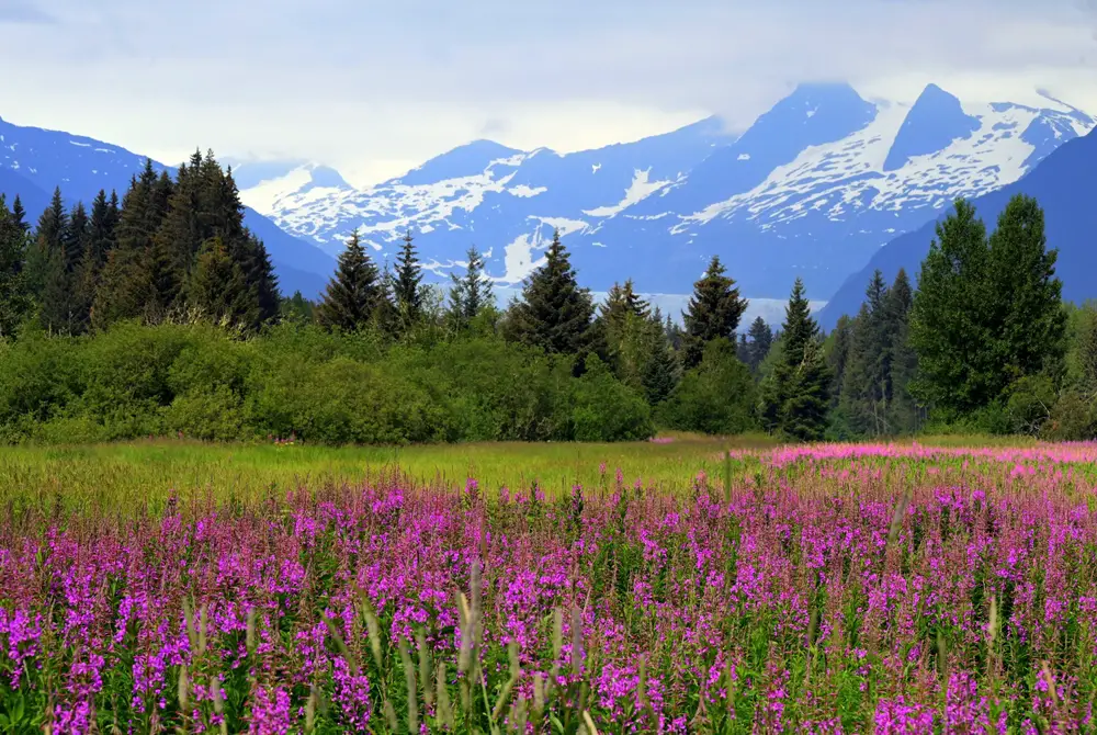 Fireweed growing in front of snowy mountains in Alaska