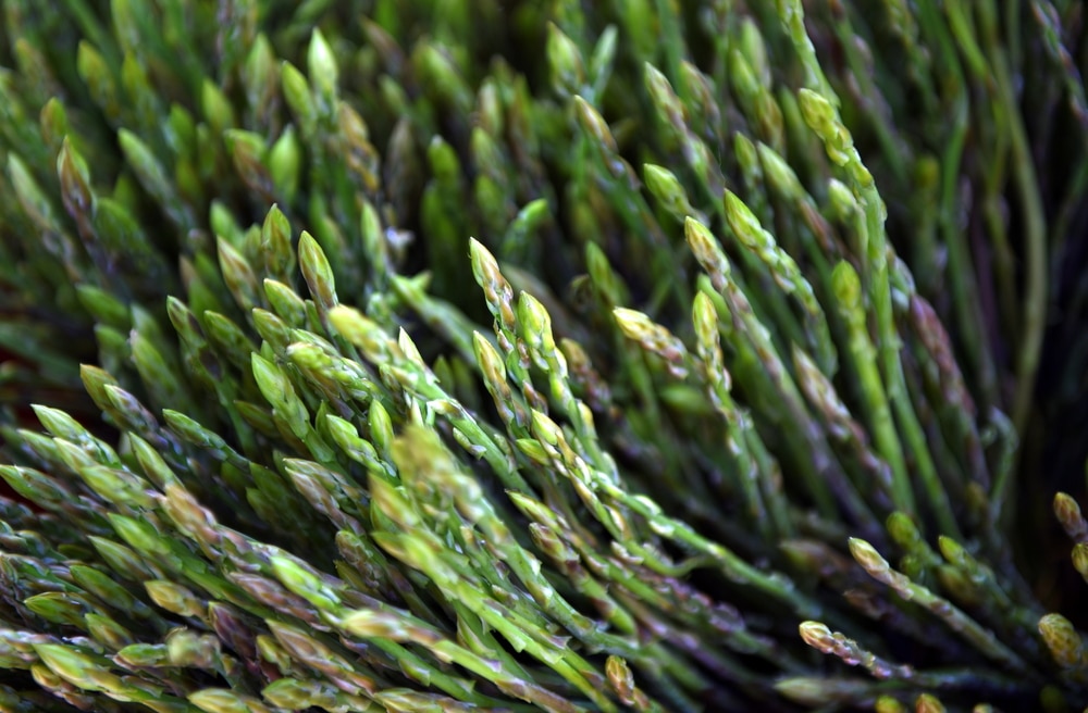 A mass of wild asparagus