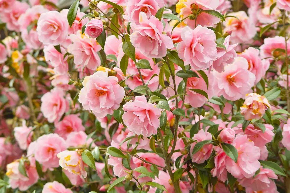 A mass of flowering Camellias