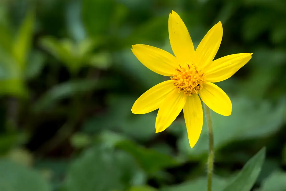 Closeup of Heartleaf Arnica