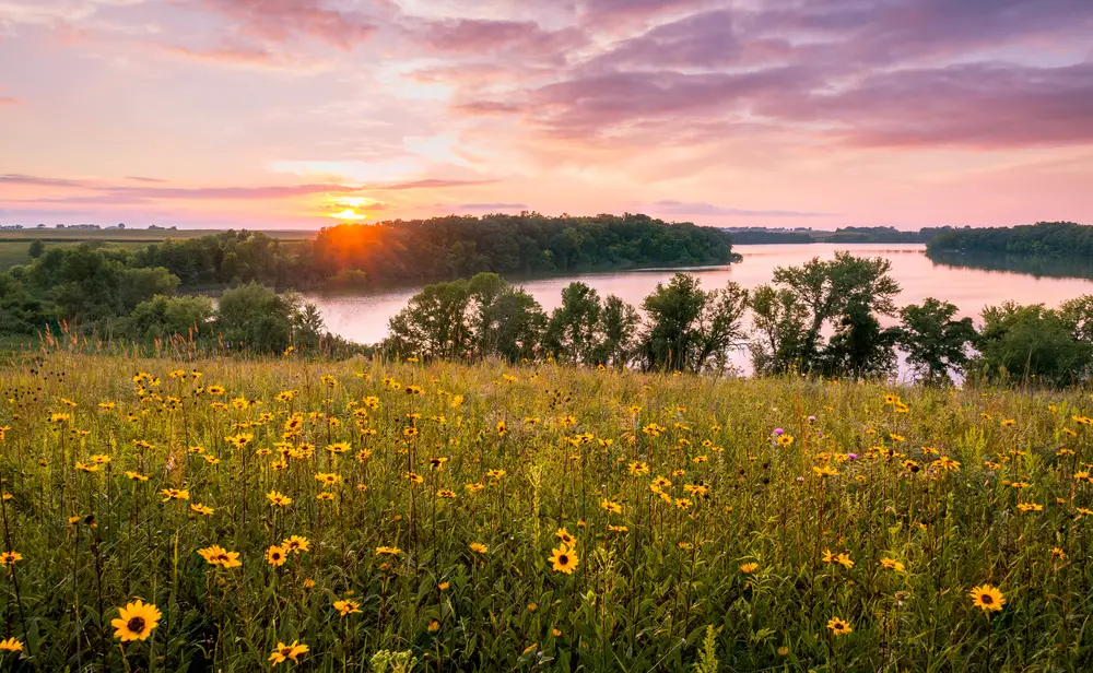 Minnesota summer flowers