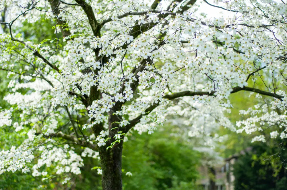 North Carolina Plant Suggestions