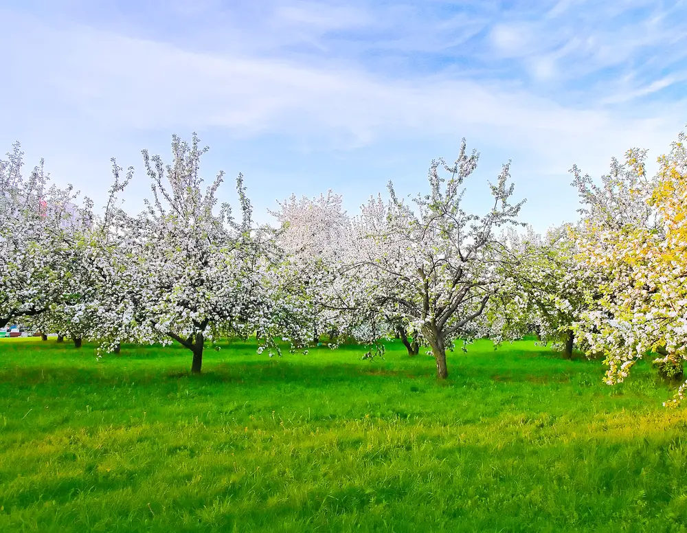 Orchard of apple trees in white blossom with green grass and blue skies
