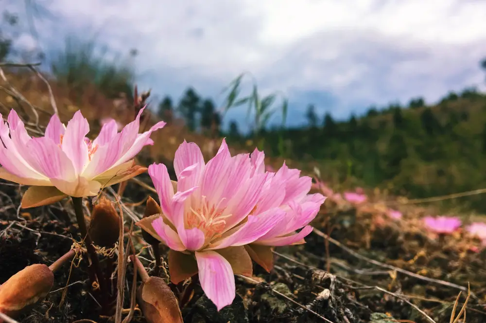 Bitterroot flower in foreground