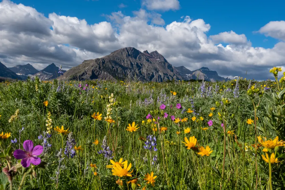 Colourful wildflowers with mountains behind