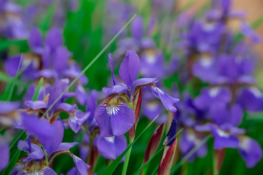 Close up of purple iris with lots in background