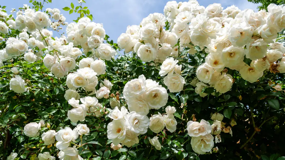 A mass of blooming white roses