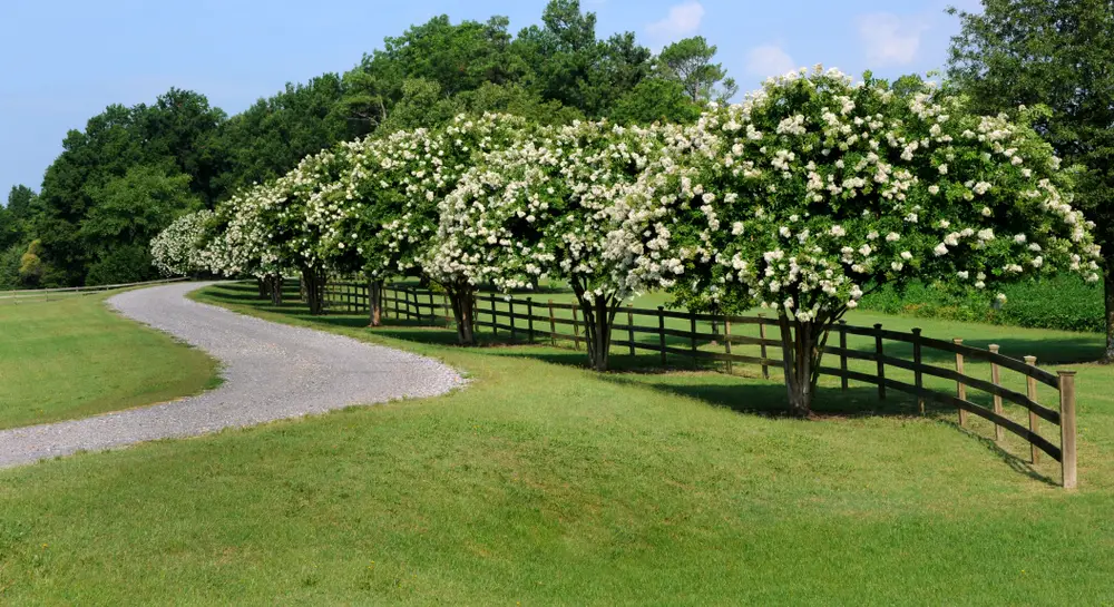 White Crepe Myrtle trees in bloom with white flowers, green grass and blue skies