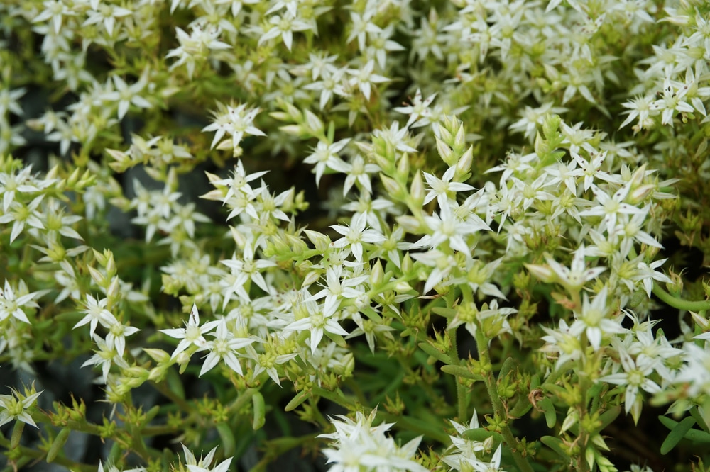 Close-up of white stonecrop sedum album