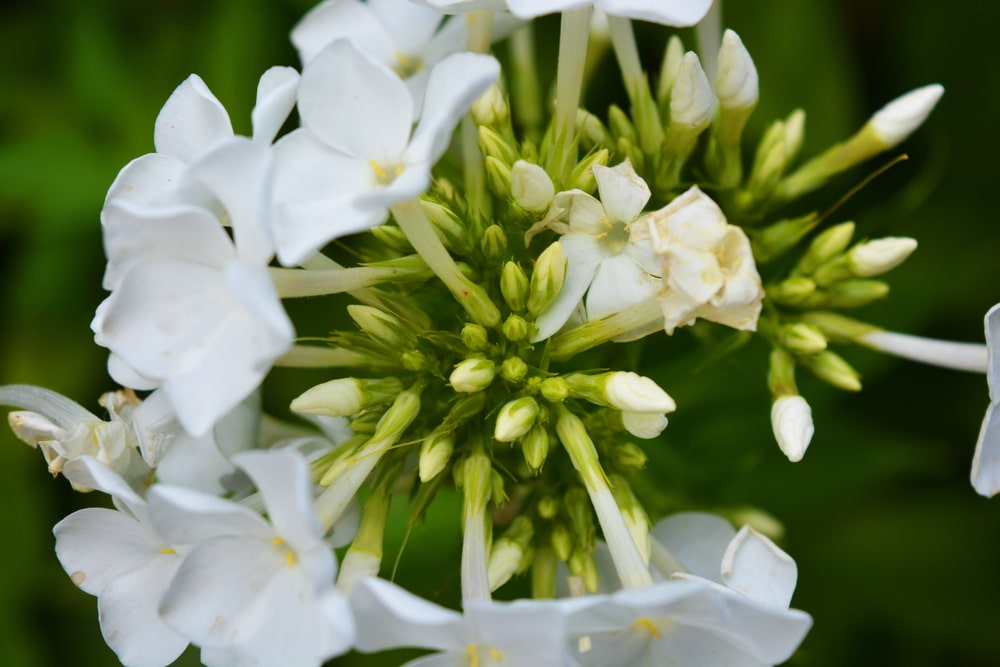 Close-up of White Phlox