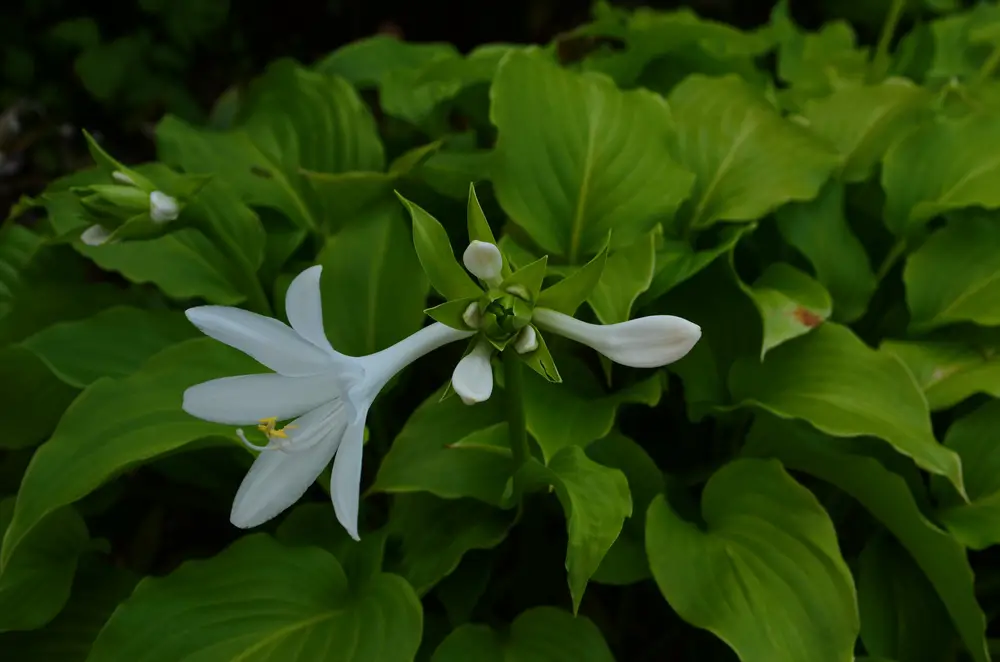Hosta plantaginea white flower