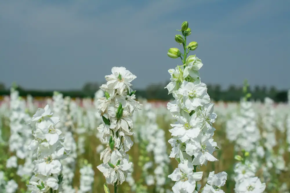 White delphinium in bloom in field
