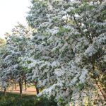 Many Fringe Trees in full white blossom