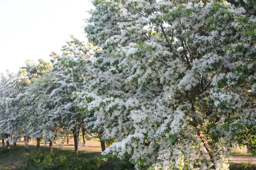 Many Fringe Trees in full white blossom