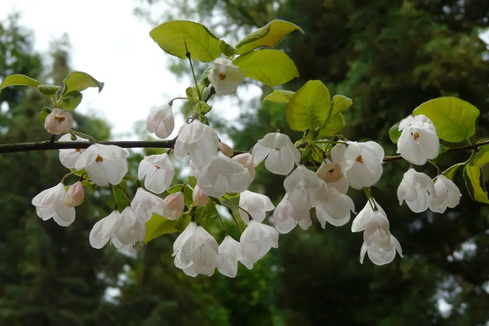 Close-up of Silverbell tree with white flowers
