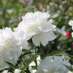 White peonies in bloom