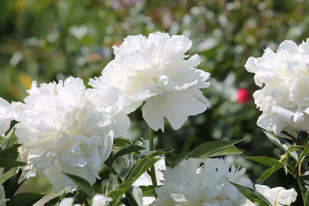 White peonies in bloom
