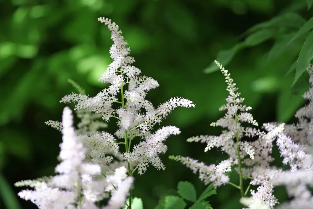 Astilbe chinensis ‘Vision in White’