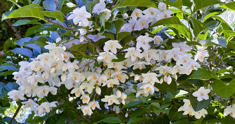 White blooming flowers of Japanese Snowbell