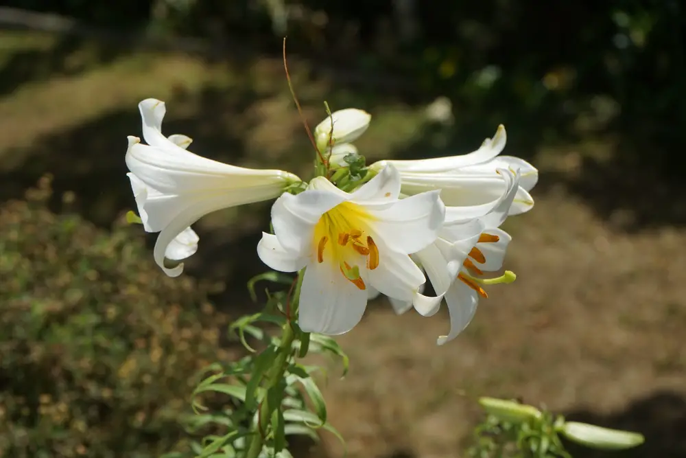 White lilies in bloom