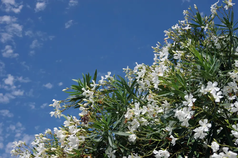 White oleander in bloom with white flowers and blue skies in background