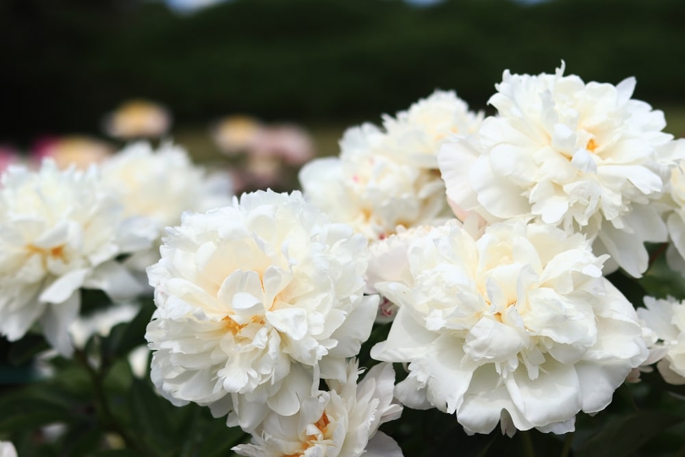 10 White Perennials That Bloom All Summer