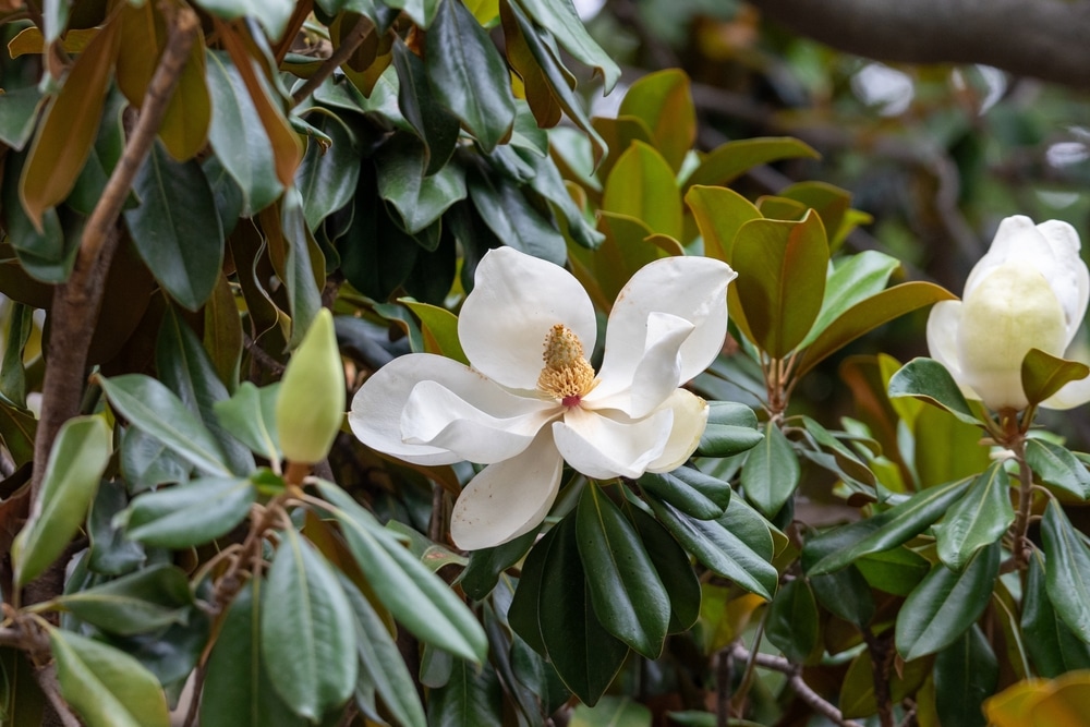 10 Trees With White Flowers