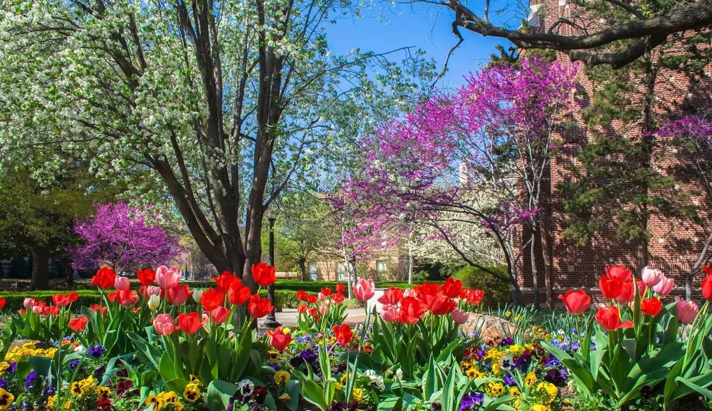 Multi-coloured flowers and tree blossom at Oklahoma University