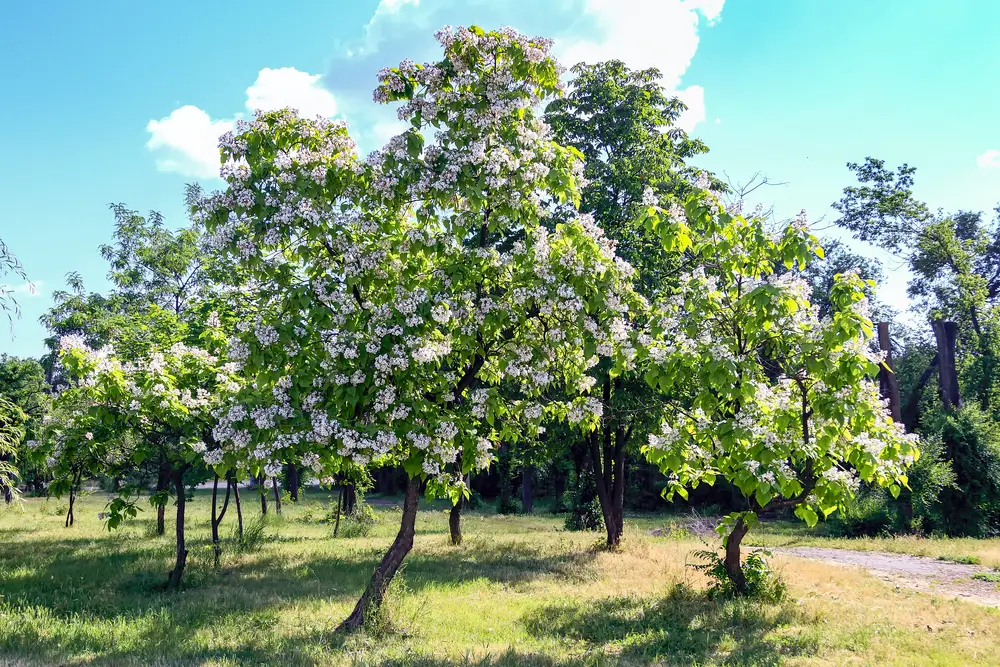 White flowering Catalpa trees with green grass and blue skies
