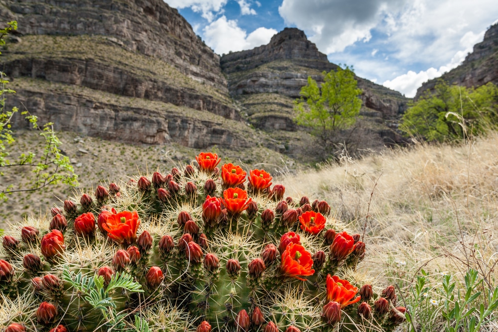 New Mexico Plant Hardiness Zones Map And Gardening Guide