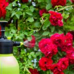 Bug Spray For Yard & Eco-Friendly Alternatives Featured Image