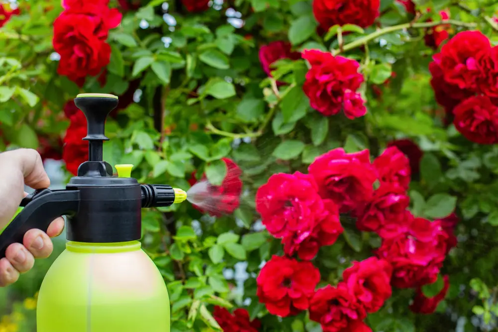 Bug Spray For Yard & Eco-Friendly Alternatives Featured Image