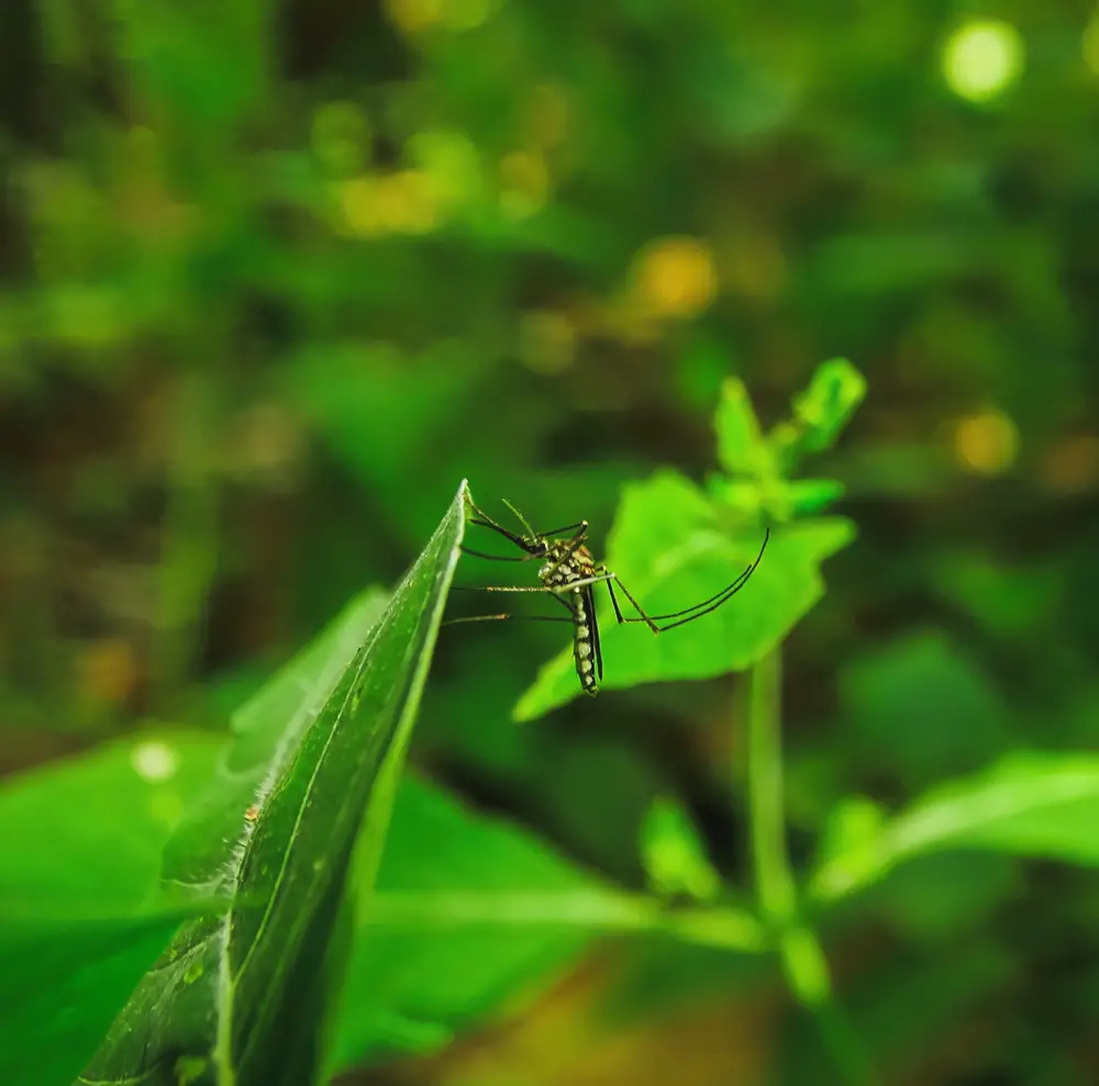 How Chemical Bug Spray For Yard Affects Our Environment