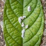 How to Get Rid of Mealybugs: Expert Tips and Solution Featured Image