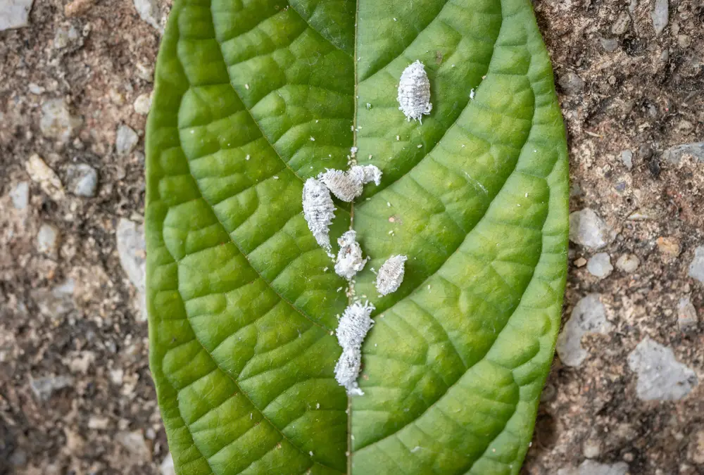 How to Get Rid of Mealybugs: Expert Tips and Solution