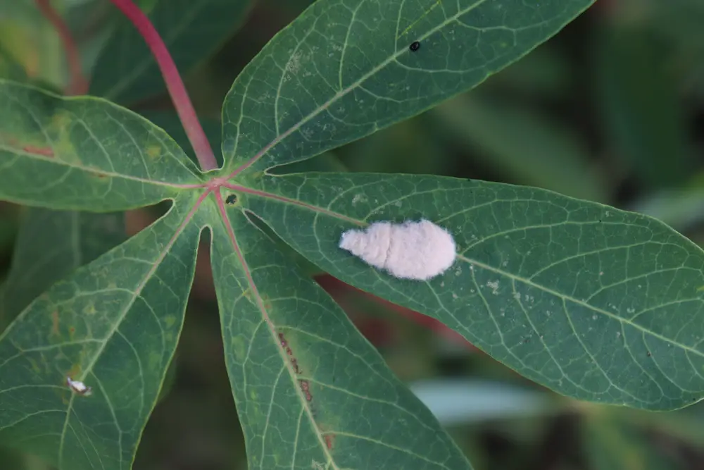 How to Get Rid of Mealybugs: Expert Tips and Solution