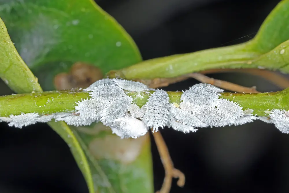 Signs Of Mealybug Damage